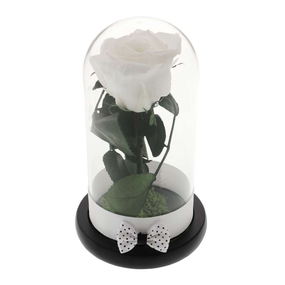 Trandafir Criogenat White Rose