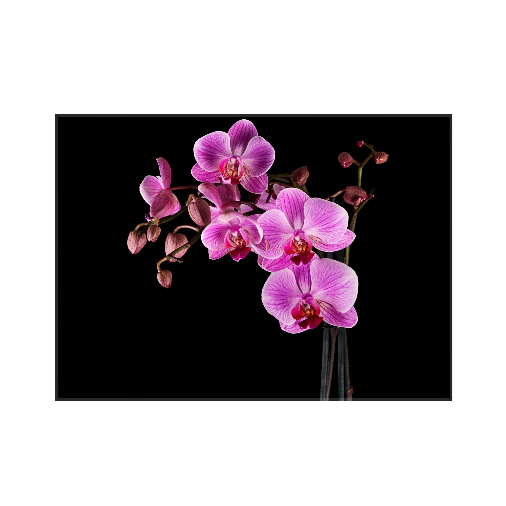 Sticla bucatarie securizata Saint Gobain Glass®, imprimata 90x65cm, protectie antistropire pentru aragaz, Ambra Deco, Orhidee mov