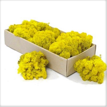 Licheni stabilizati ARTFLORA Yellow Lime cutie 500g Licheni stabilizati ARTFLORA Yellow Lime cutie 500g