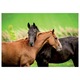 Puzzle Educa - Horses, 200 piese
