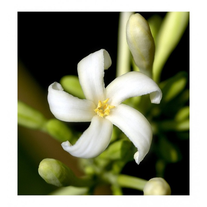 Parfüm Yodeyma Gianna, 100 ml