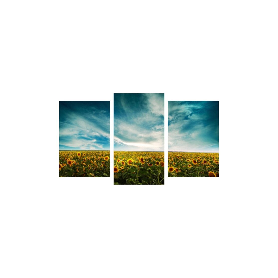 Tablou multicanvas 3 piese 150x90 cm, Campul de floarea soarelui