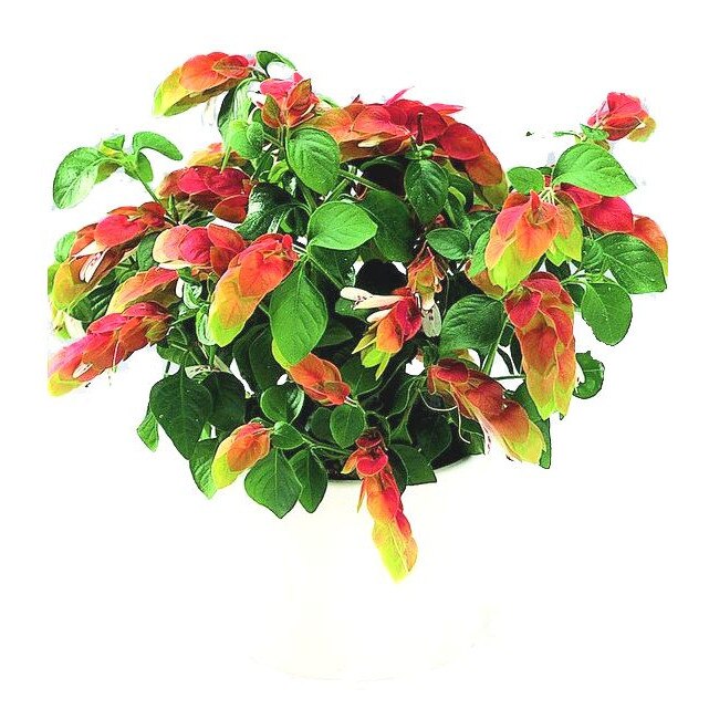 Planta Crevete - Garidaki in ghiveci de 3 L