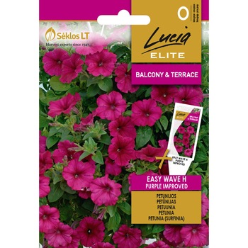 Petunii curgatoare Wave H Purple Improved, Lucia Elite, Seminte, plic, 6 seminte Petunii curgatoare Wave H Purple Improved, Lucia Elite, Seminte, plic, 6 seminte