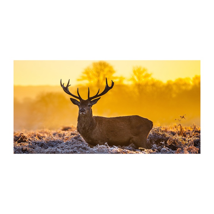 Pictura pe panza, Dimensiune: 140 cm x 70 cm, Decorarea peretilor - Cerb rasarit