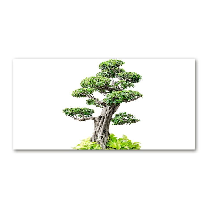 Tulup Fali panel, üveg, 100x50 cm, bonsai fa (tw2-de-pk50-100x50-f-88907159)