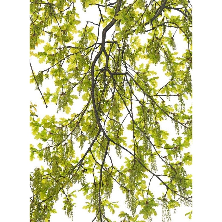 Fototapet tematic Wizard & Genius P8402 192cm (L) x 260cm (I) verde