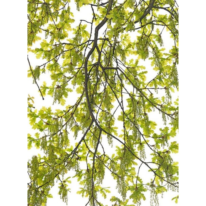 Fototapet tematic Wizard & Genius P8402 192cm (L) x 260cm (I) verde