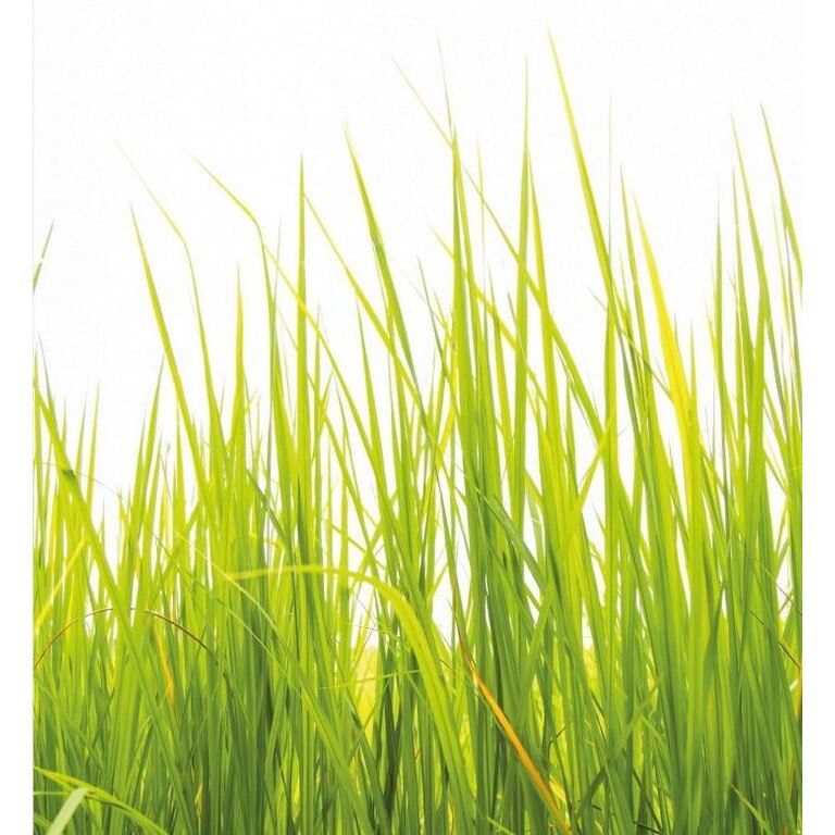 Fototapet tematic Wizard Genius 5447-8 dimensiune 240cm (L) x 260cm (I) alb cu verde