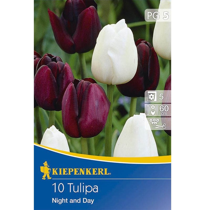 Bulbi de Lalele Night and Day, 10 bulbi/pachet