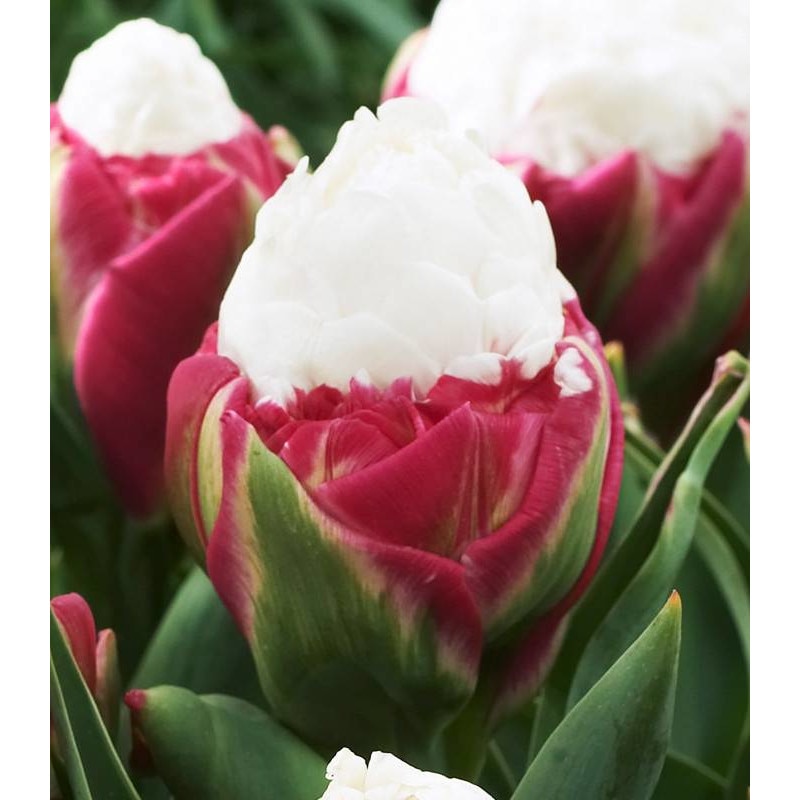 Bulbi de lalele Double Polar, 4 bulbi/pachet