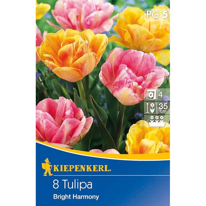 Bulbi lalele Bright Harmony, 8 bulbi/ pachet