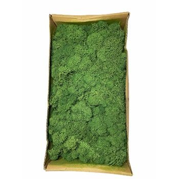 Licheni stabilizati Atelier, Green Grass Box, 500g, Verde Inchis Licheni stabilizati Atelier, Green Grass Box, 500g, Verde Inchis