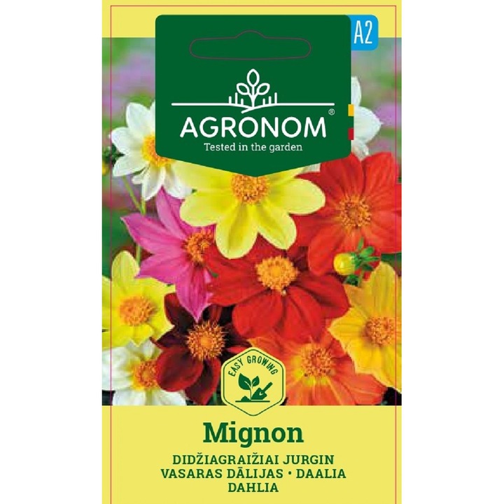 Dalii pitice Mignon Mix, Agronom, Seminte, plic, 0.5 grame