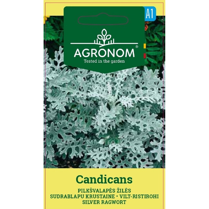 Senecio Cineraria Silver Candicans, Agronom, Seminte, plic, 0.1 grame