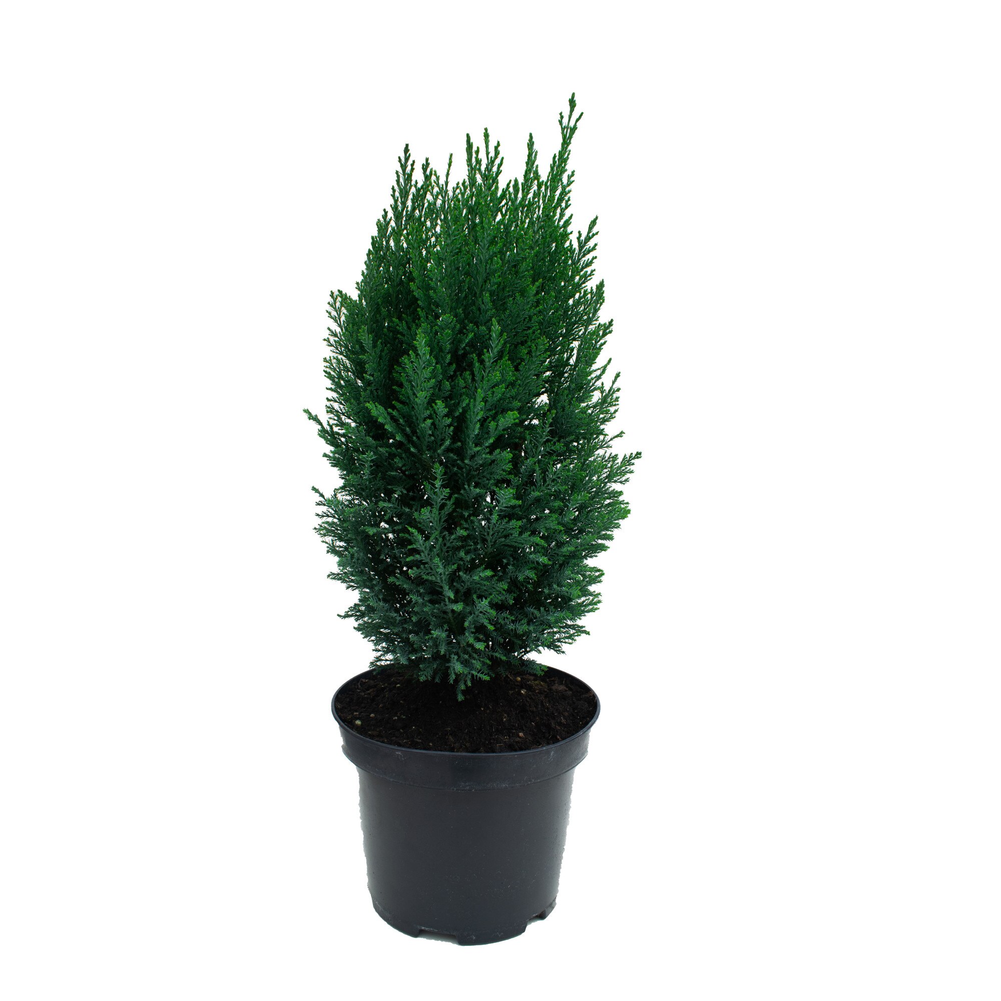 Chamaecyparis lawsoniana 'Ellwoodii' - vesnic verde 30 cm