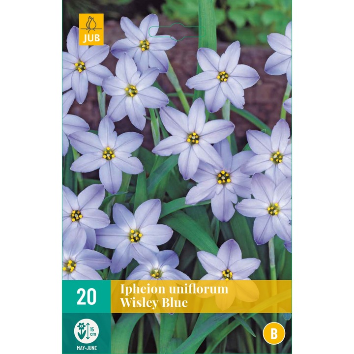 Луковици JUB Ipheion Wisley Blue, Холандия, 20 бр