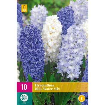 Zambile Blue Water Mix, Holland, Bulbi 10 buc Zambile Blue Water Mix, Holland, Bulbi 10 buc
