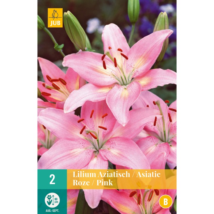 Crin Asiatic Roz, Holland, Bulbi, 2 buc