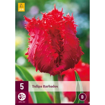 Lalele Barbados, Holland, Bulbi, 5 buc Lalele Barbados, Holland, Bulbi, 5 buc