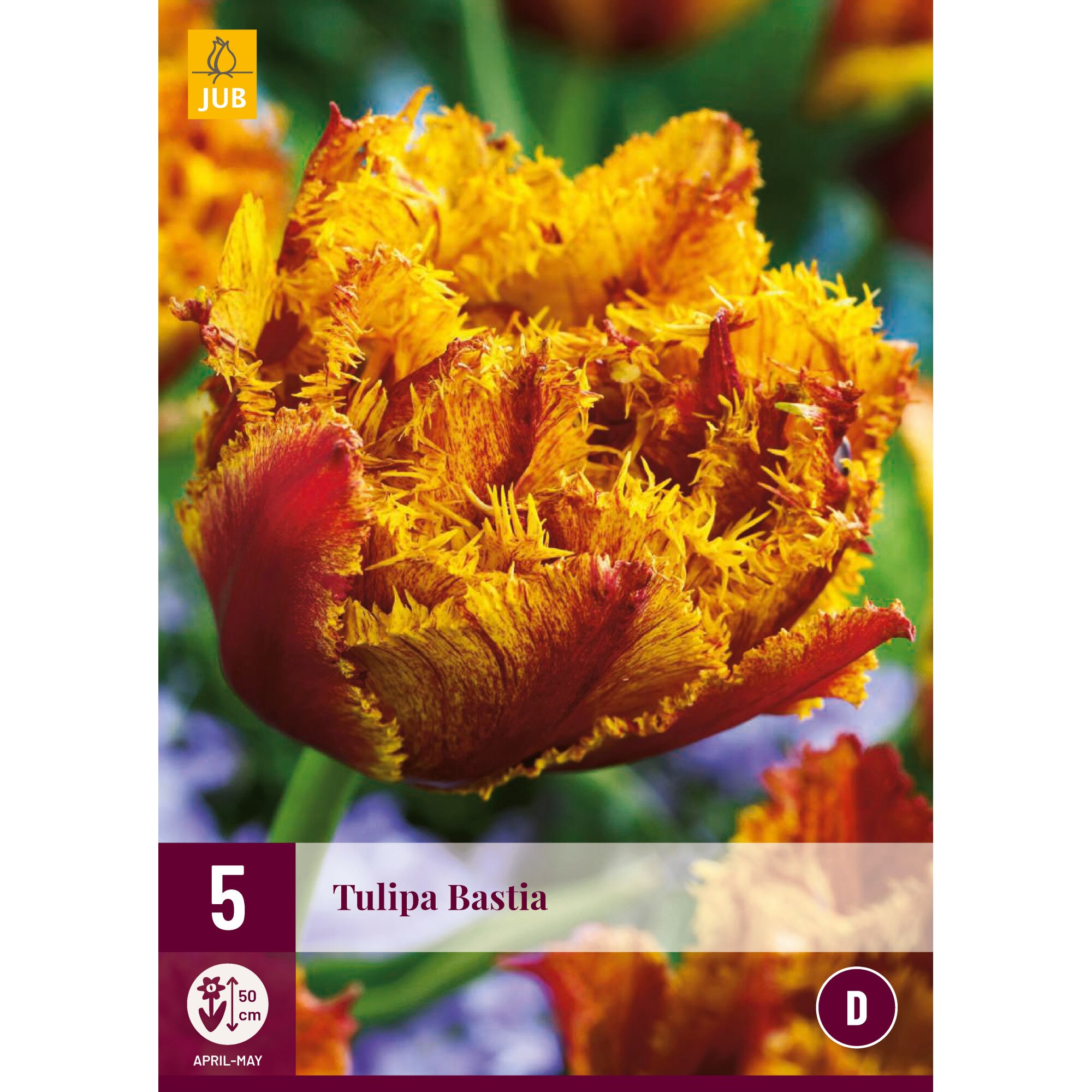 Lalele Bastia, Holland, Bulbi, 5 buc