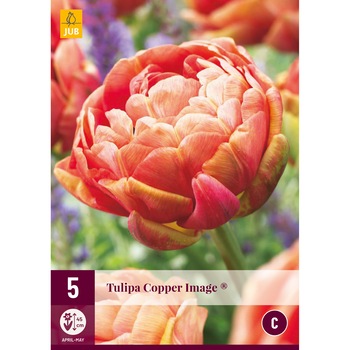 Lalele Cooper Image, Holland, Bulbi, 5 buc Lalele Cooper Image, Holland, Bulbi, 5 buc