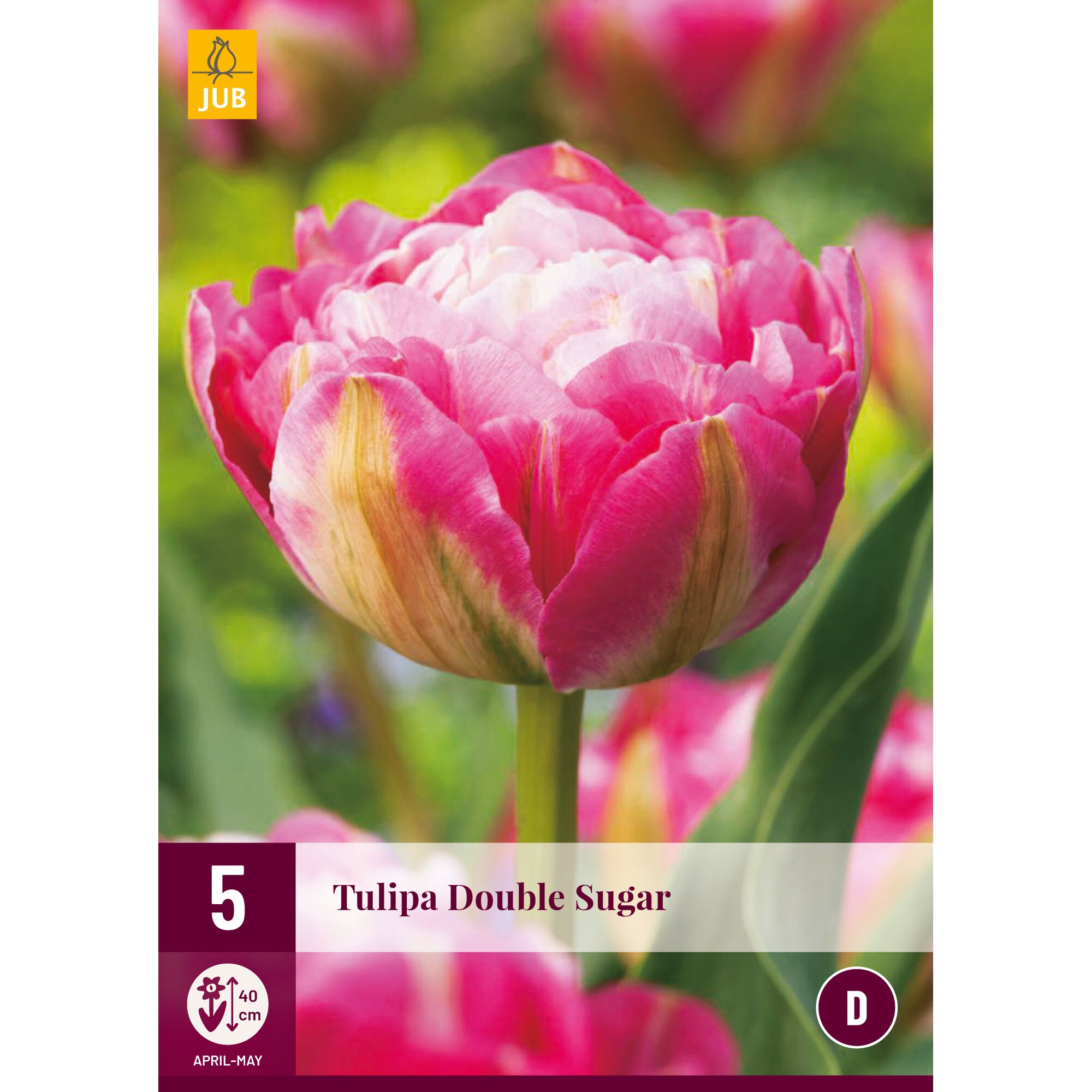 Lalele Double Sugar, Holland, Bulbi, 5 buc