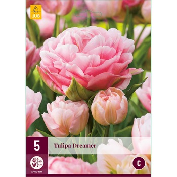 Lalele Dreamer, Holland, Bulbi, 5 buc Lalele Dreamer, Holland, Bulbi, 5 buc