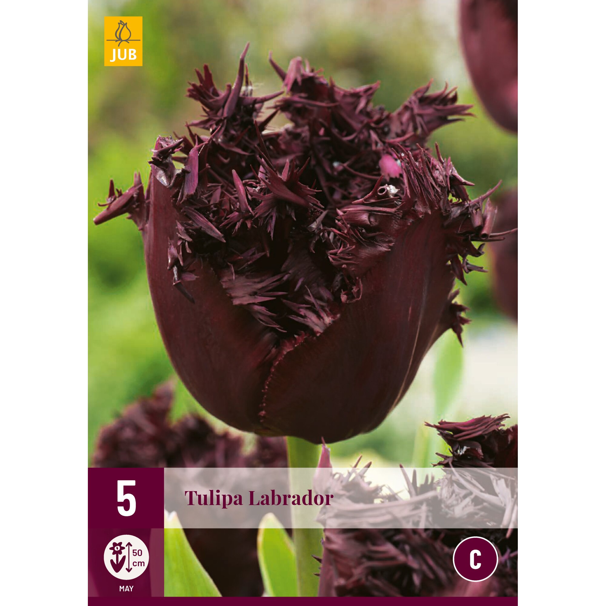 Lalele Labrador, Holland, Bulbi, 5 buc