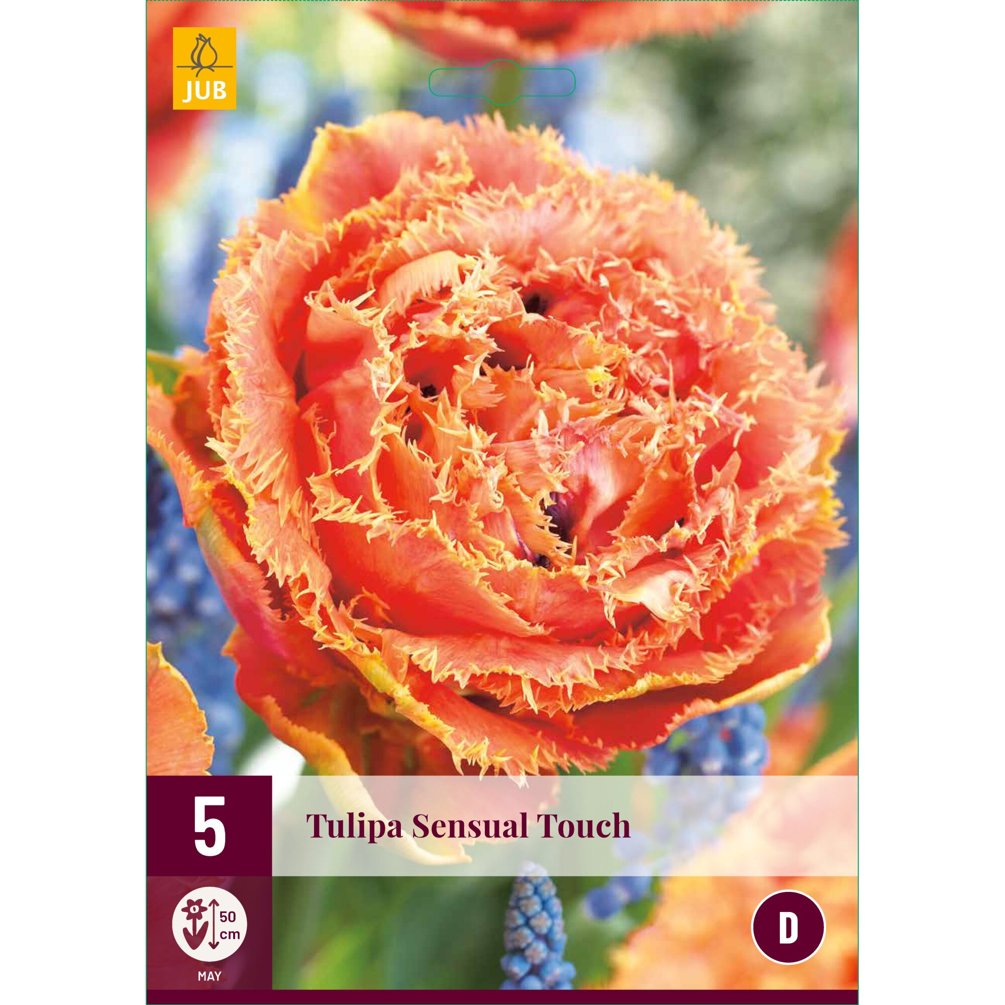 Lalele Sensual Touch, Holland, Bulbi, 5 buc