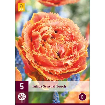 Lalele Sensual Touch, Holland, Bulbi, 5 buc Lalele Sensual Touch, Holland, Bulbi, 5 buc