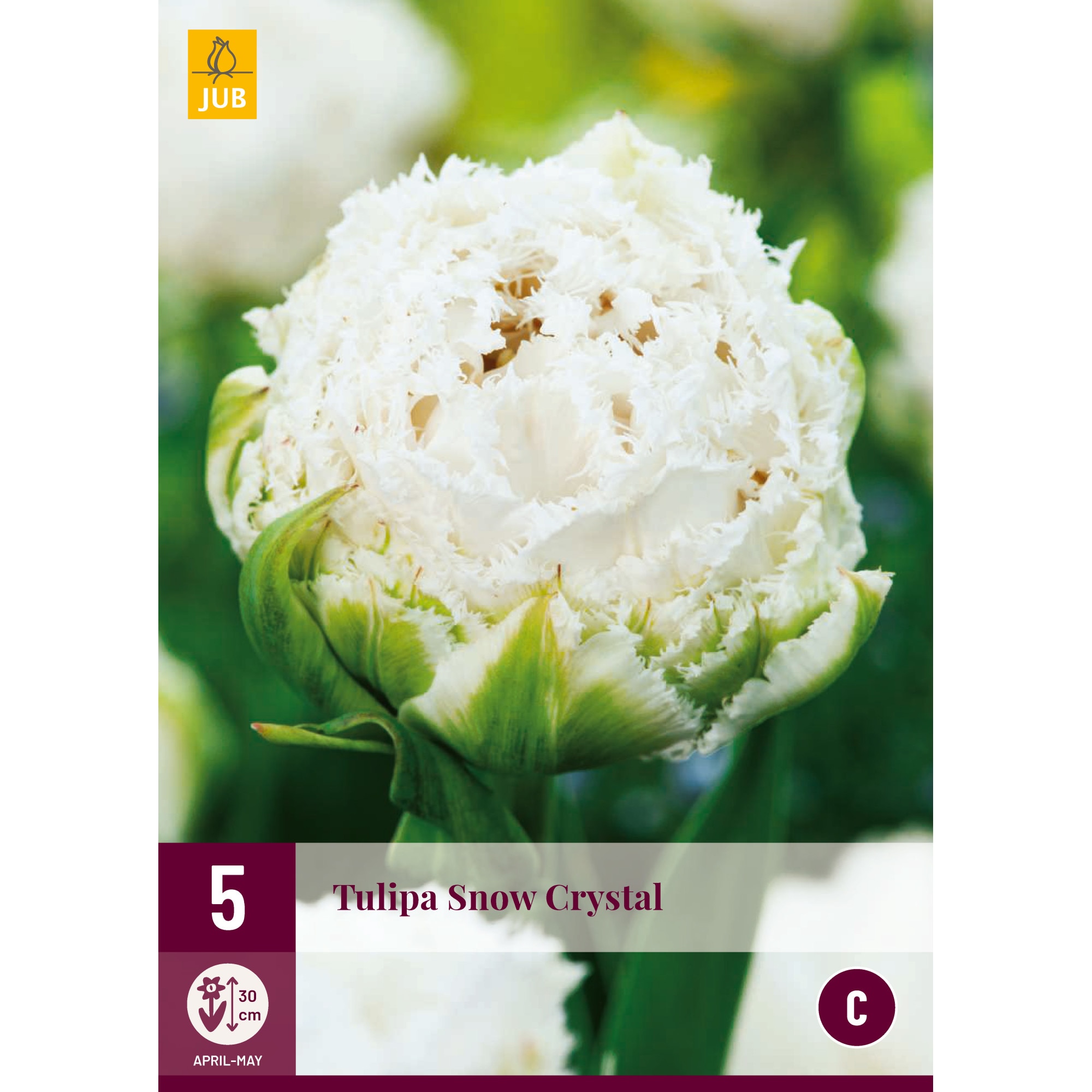 Lalele Snow Crystal, Holland, Bulbi, 5 buc