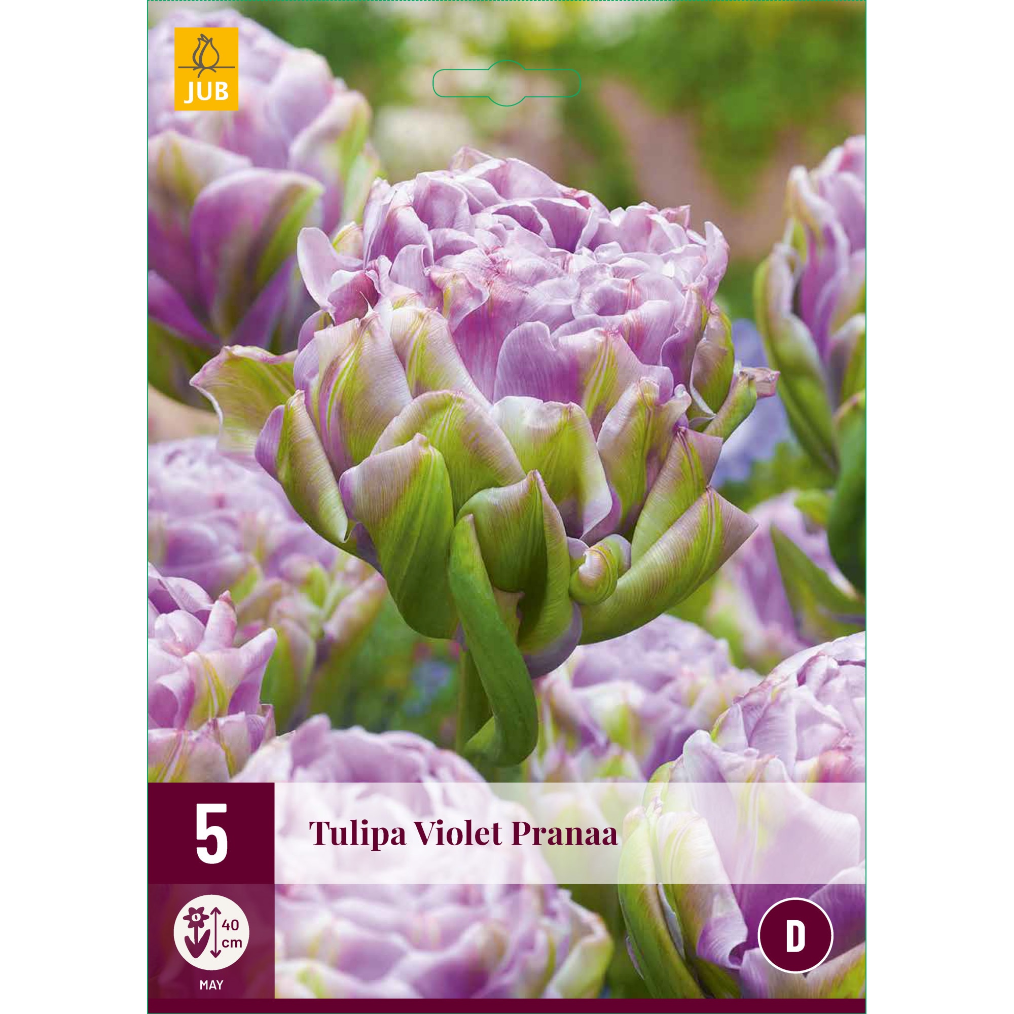 Lalele Violet Pranaa, Holland, Bulbi, 5 buc