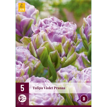 Lalele Violet Pranaa, Holland, Bulbi, 5 buc Lalele Violet Pranaa, Holland, Bulbi, 5 buc
