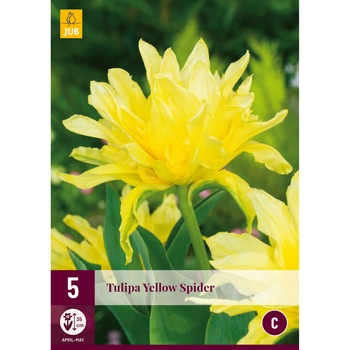 Lalele Yellow Spider, Holland, Bulbi, 5 buc Lalele Yellow Spider, Holland, Bulbi, 5 buc