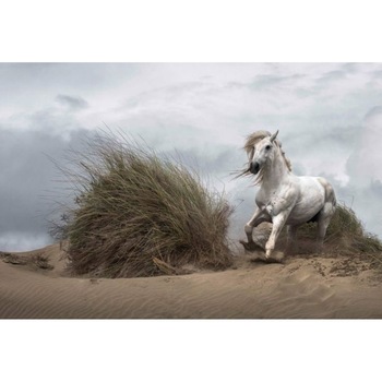 Fototapet animale cu cal Wizard Genius 5086-8 dimensiune 384cm (L) x 260cm (I) alb cu gri Fototapet animale cu cal Wizard Genius 5086-8 dimensiune 384cm (L) x 260cm (I) alb cu gri