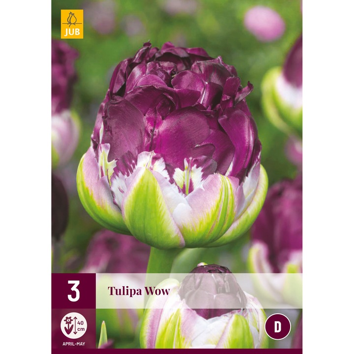 Hollandica, Tulipan Wow, virághagymák, 3 darab