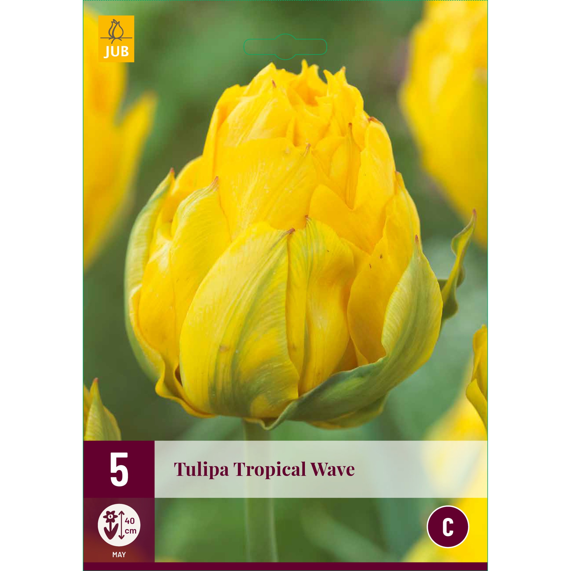 Lalele Tropical Wave, Holland, Bulbi, 5 buc