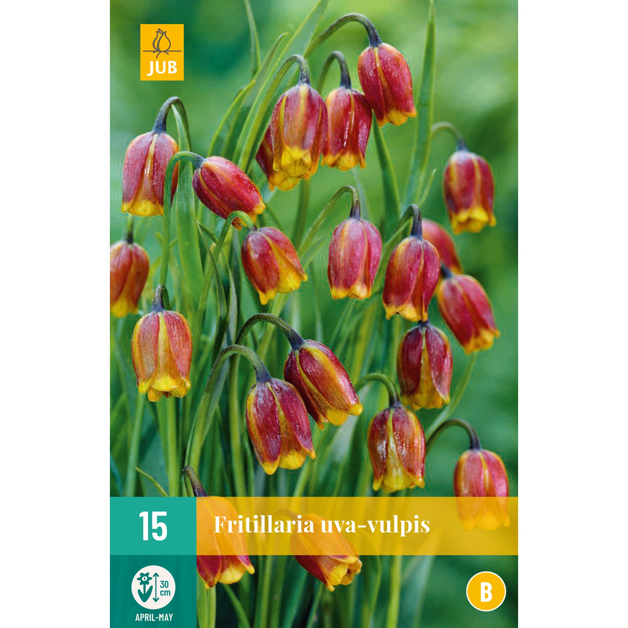 Bulbi Fritillaria Uva Vulpis, Holland, 15 buc