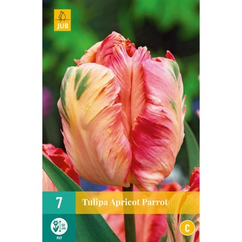 Lalele Apricot Parrot, Holland, Bulbi, 7 buc Lalele Apricot Parrot, Holland, Bulbi, 7 buc