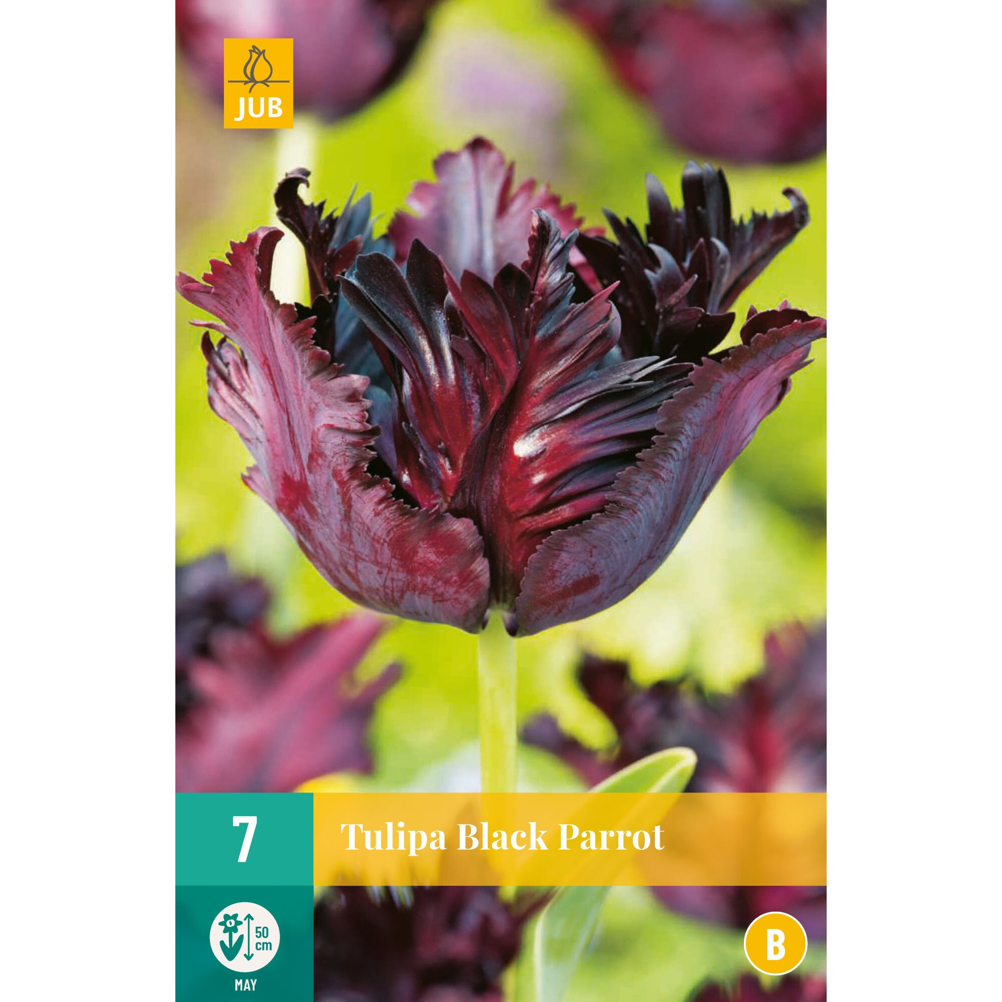 Lalele Black Parrot, Holland, Bulbi, 7 buc