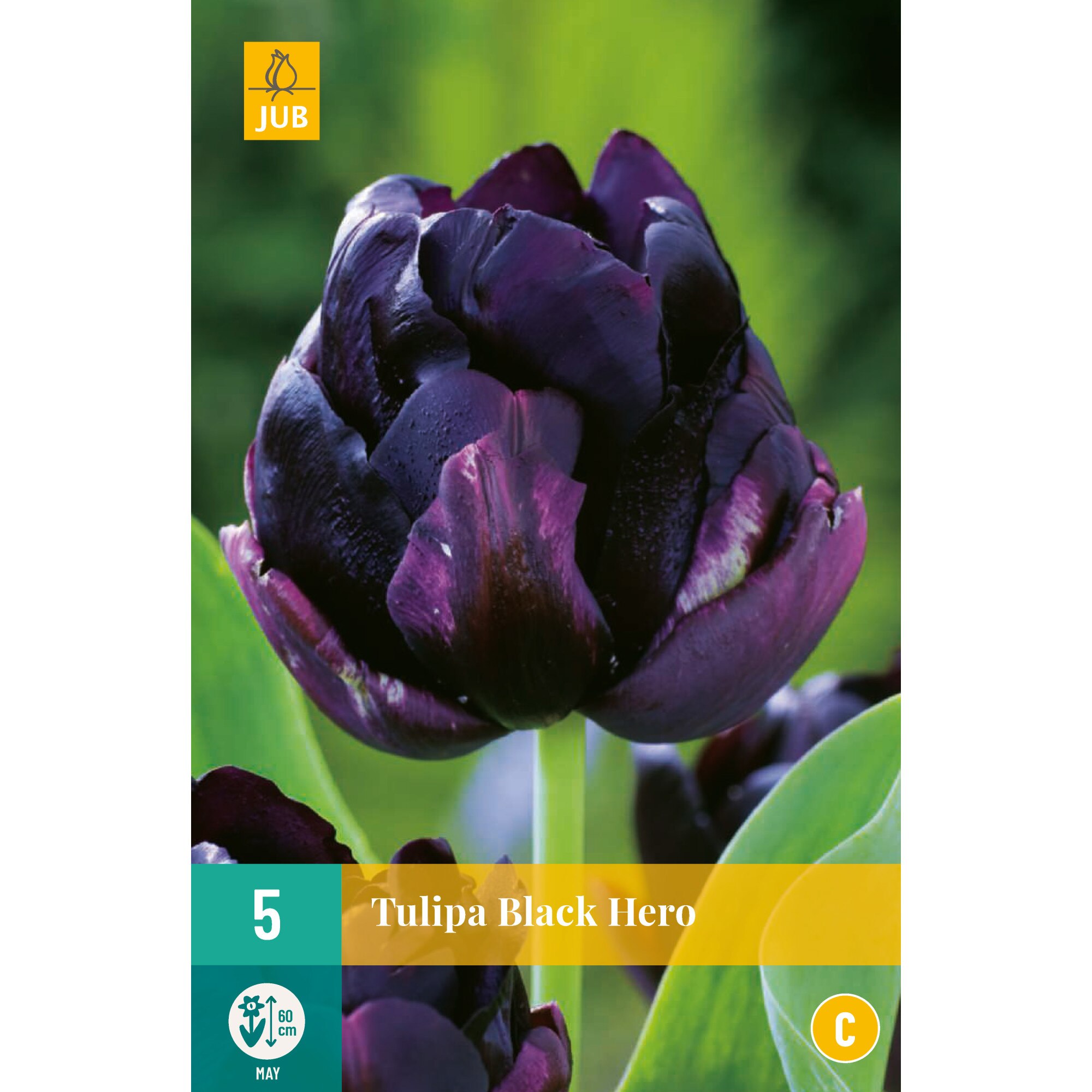 Lalele Black Hero, Holland, Bulbi, 5 buc