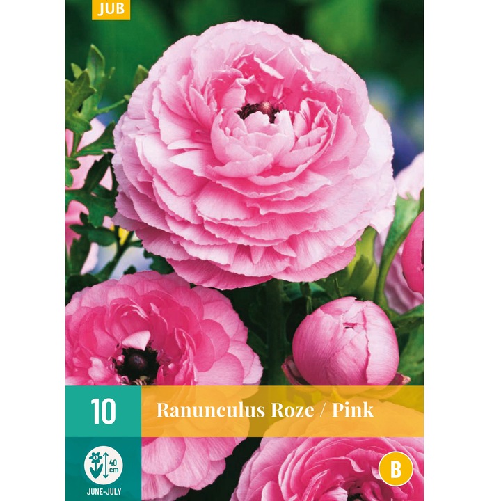 Hollandica, Boglárka Ranunculus Pink, virághagymák, 10 darab