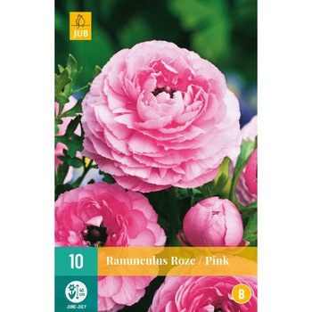Ranunculus Roze, Holand, Bulbi, 10 buc Ranunculus Roze, Holand, Bulbi, 10 buc