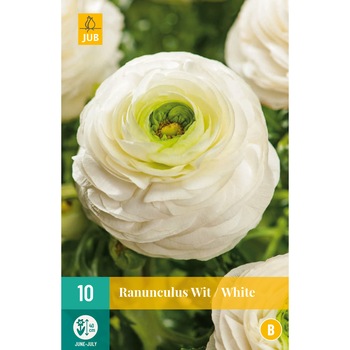 Ranunculus White, Holand, Bulbi, 10 buc Ranunculus White, Holand, Bulbi, 10 buc