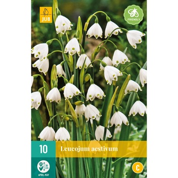 Ghiocei de vara Leucojum Aestivum, Holand, Bulbi, 10 buc Ghiocei de vara Leucojum Aestivum, Holand, Bulbi, 10 buc