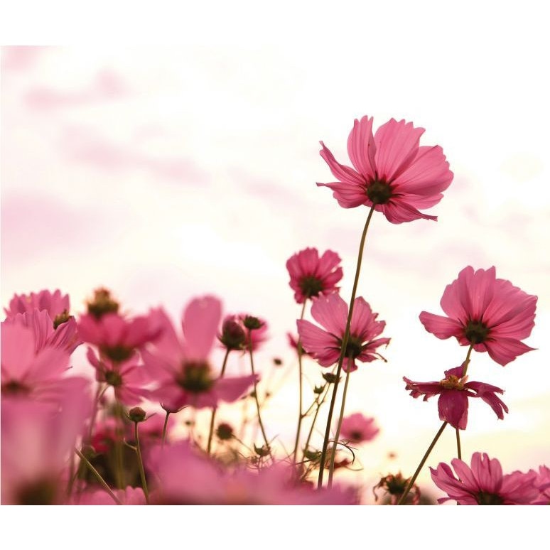 Fototapet digital ecologic floral Wizard Genius 5443-8 dimensiune 288cm (L) x 260cm (I) alb cu roz