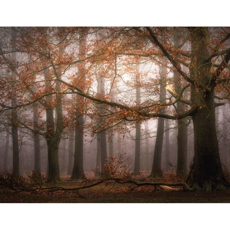 Fototapet peisagistic Wizard Genius 5450-8 dimensiune 336cm (L) x 260cm (I) maro