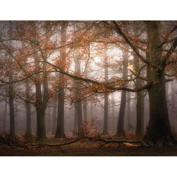 Fototapet peisagistic Wizard Genius 5450-8 dimensiune 336cm (L) x 260cm (I) maro Fototapet peisagistic Wizard Genius 5450-8 dimensiune 336cm (L) x 260cm (I) maro