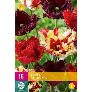 Lalele Gallery Mix, Holland, Bulbi,15 buc Lalele Gallery Mix, Holland, Bulbi,15 buc
